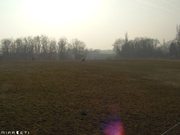 Brume et lama (sisi, c'en est un) en campagne genevoise