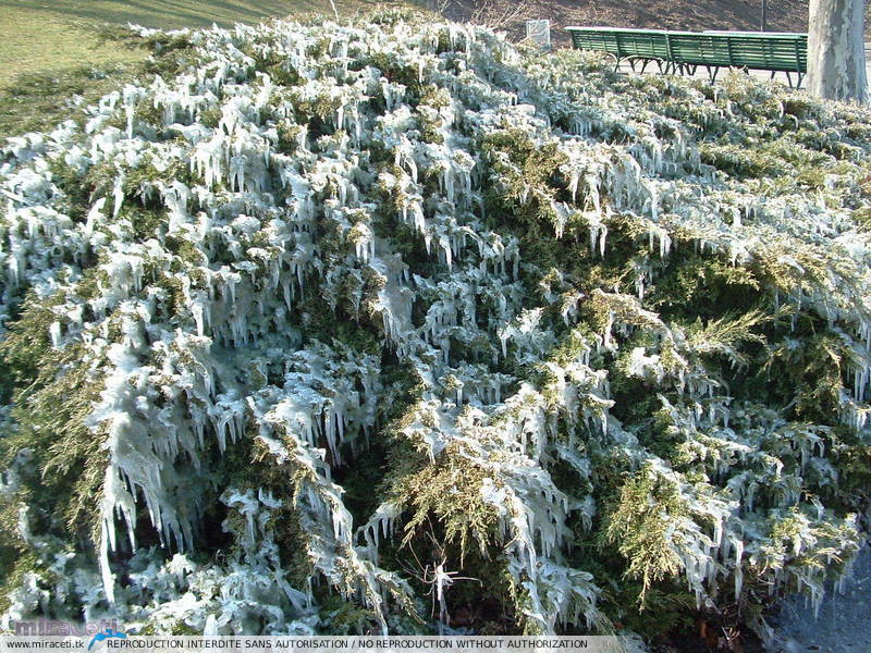 Bise glaciale dans la nuit du 12 au 13 mars 2006