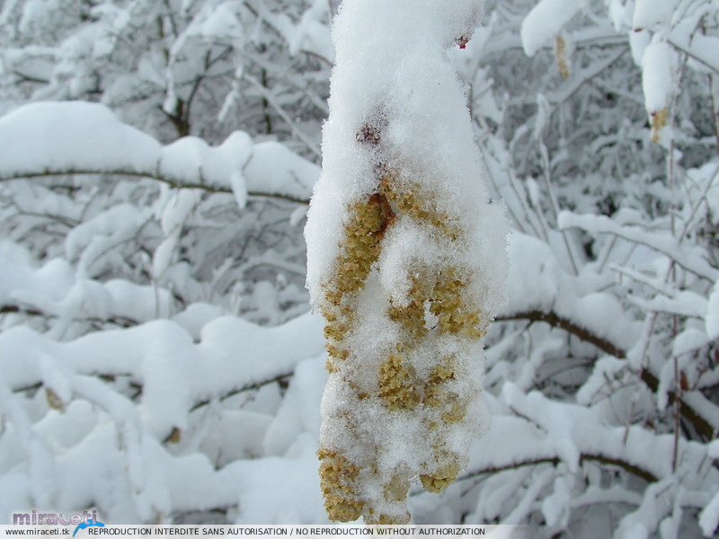 Fortes chutes de neige les 23 et 24 janvier 2007