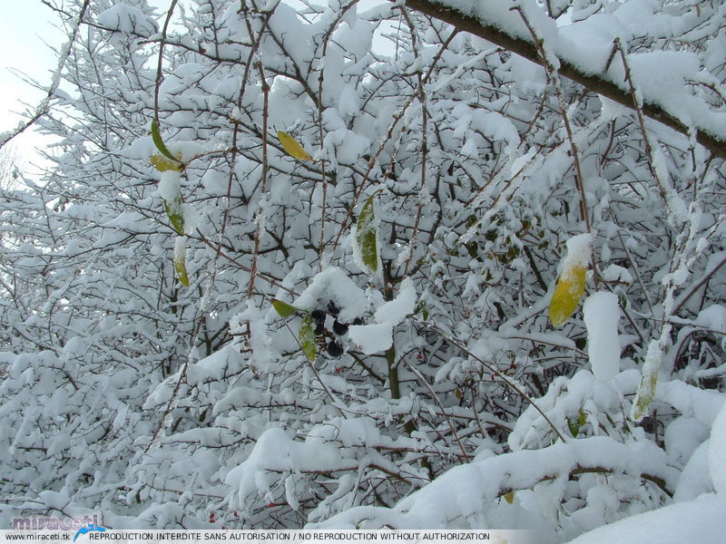 Fortes chutes de neige les 23 et 24 janvier 2007