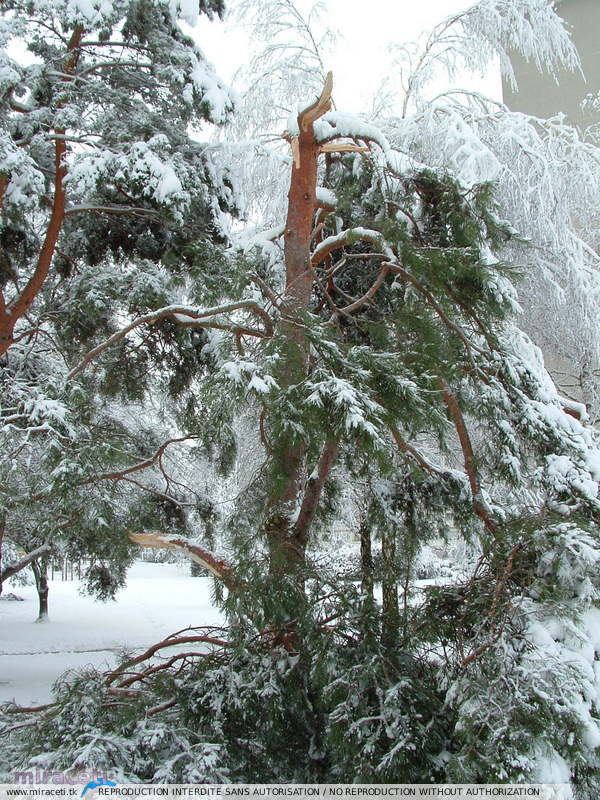 Fortes chutes de neige les 23 et 24 janvier 2007 Fortes chutes de neige les 23 et 24 janvier 2007
