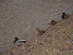 Intempéries du 15 et 16 février 2006 : Image 19 sur 23 Intempéries du 15 et 16 février 2006 : Image 19 sur 23