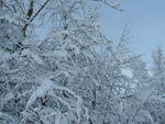 Fortes chutes de neige les 23 et 24 janvier 2007 : Image 27 sur 44 Fortes chutes de neige les 23 et 24 janvier 2007 : Image 27 sur 44