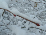 Fortes chutes de neige les 23 et 24 janvier 2007 : Image 34 sur 44 Fortes chutes de neige les 23 et 24 janvier 2007 : Image 34 sur 44