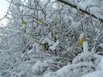 Fortes chutes de neige les 23 et 24 janvier 2007 : Image 35 sur 44 Fortes chutes de neige les 23 et 24 janvier 2007 : Image 35 sur 44