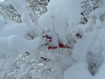 Fortes chutes de neige les 23 et 24 janvier 2007 : Image 37 sur 44 Fortes chutes de neige les 23 et 24 janvier 2007 : Image 37 sur 44
